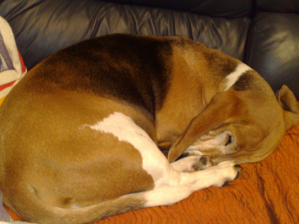 Simba vous présente la revue de presse de Bruno Tritsch!